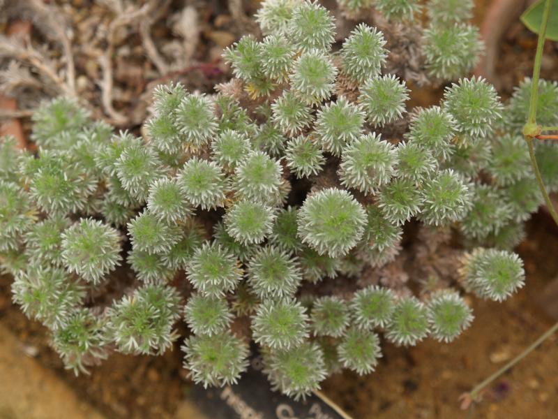Cambridge, England: Botanic Garden: Cotula hispida