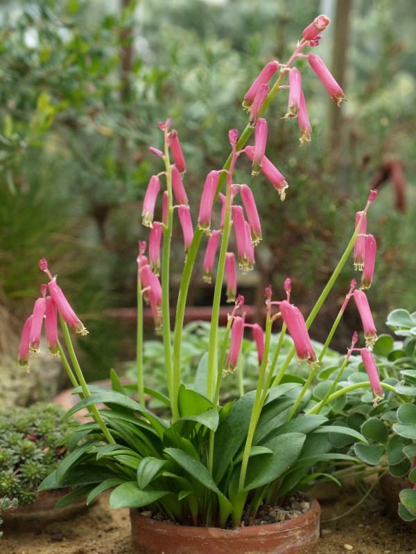 Cambridge, England: Botanic Garden: Lachenalia bulbifera