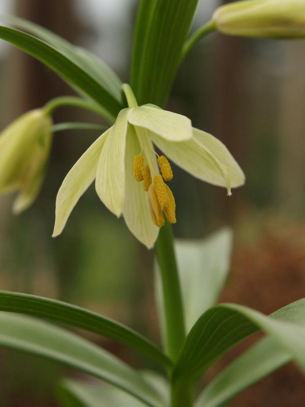 Cambridge, England: Botanic Garden: Fritillary (Fritillaria raddeana)