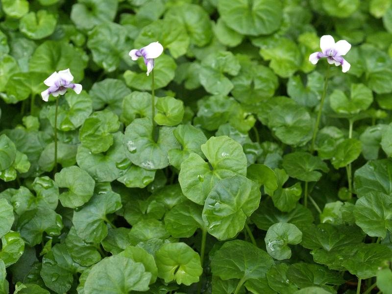 Cambridge, England: Botanic Garden: Viola hederacea