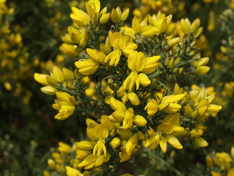 Cambridge, England: Botanic Garden: Gorse (Ulex europaeus)