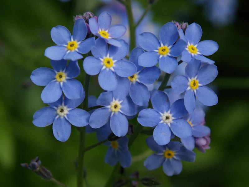 Cambridge, England: Roseford Road: Forget-me-not (Myosotis)