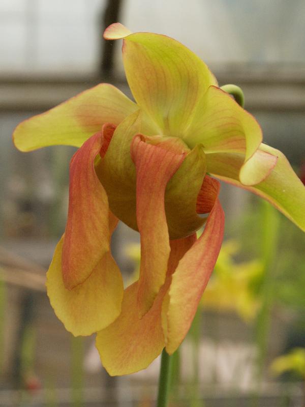 Cambridge, England: Botanic Garden: Sarracenia x moorei 'Maston Clone'