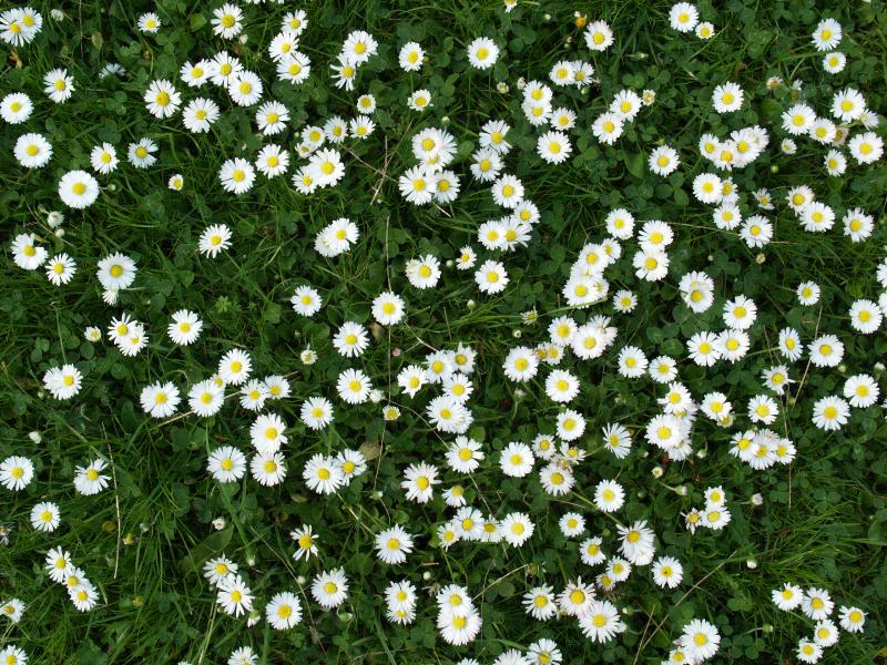 Cambridge, England: Roseford Road: European (or English) Daisies (Bellis perennis)