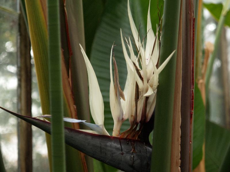 Cambridge, England: Botanic Garden: White Bird of Paradise (Strelitzia alba)