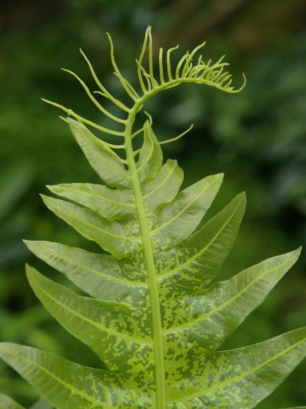 Cambridge, England: Botanic Garden: Merinthosorus drynarioides