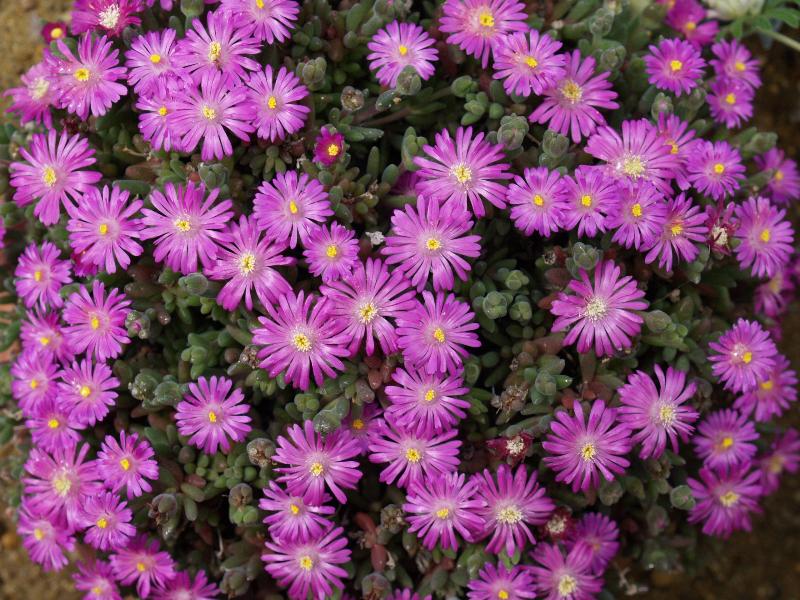 Cambridge, England: Botanic Garden: Drosanthemum hispidum