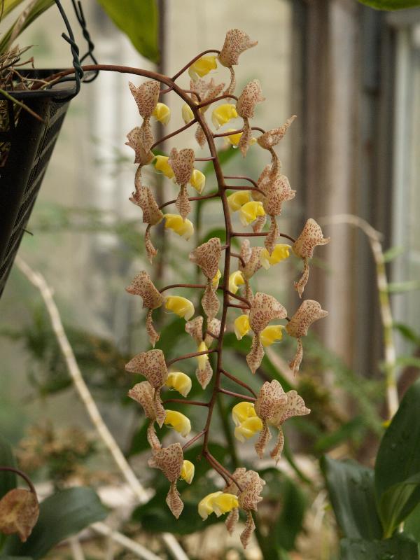 Cambridge, England: Botanic Garden: Orchid (Gongora truncata)
