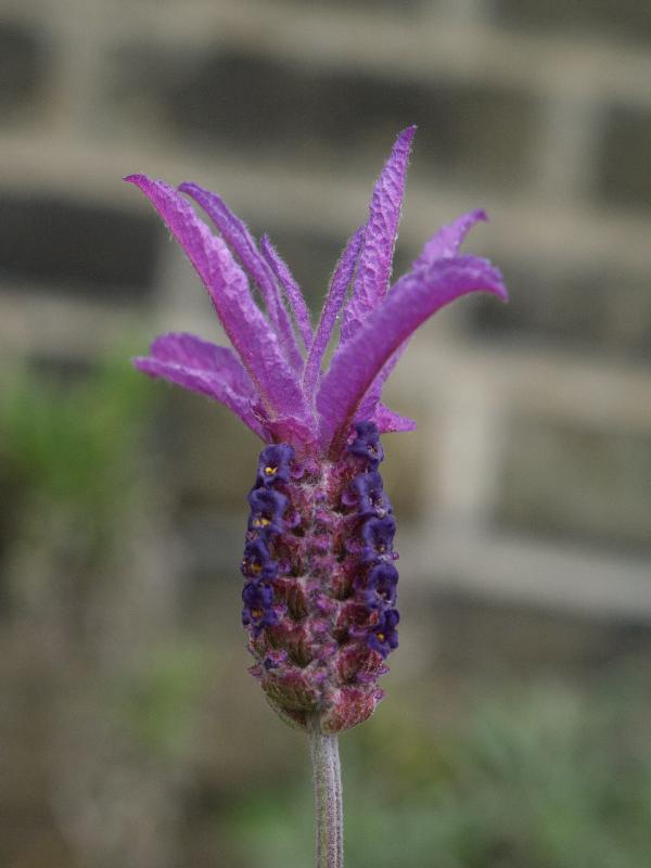 Cambridge, England: Botanic Garden: French (or Spanish) Lavender (Lavandula stoechas ssp. Atlantica)