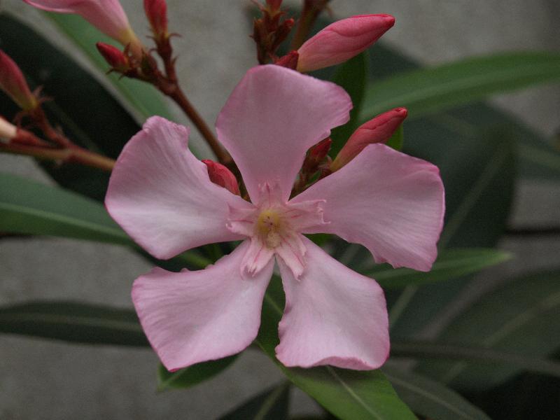 Cambridge, England: Botanic Garden: Nerium oleander