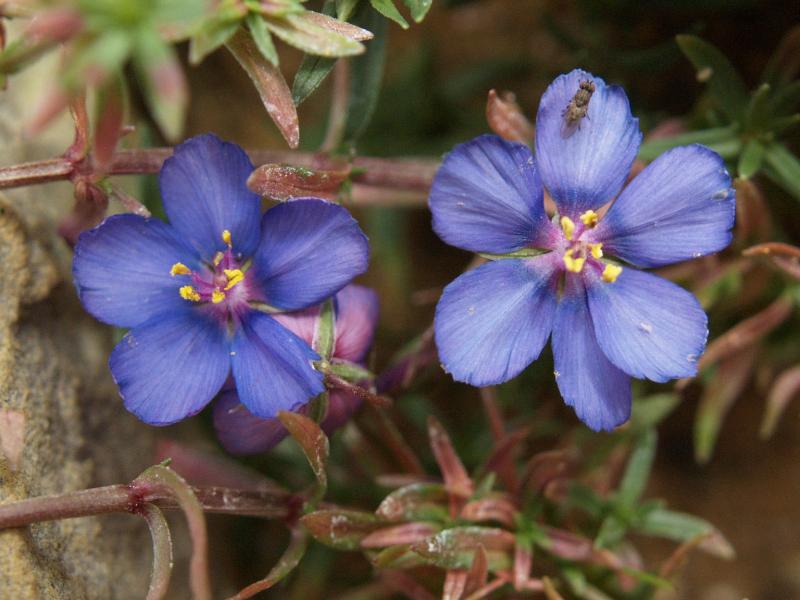 Cambridge, England: Botanic Garden: Blue Pimpernel (Anagallis monelli linifolia)