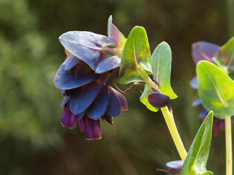 Cambridge, England: Botanic Garden: Honeywort (Cerinthe major 'Purpurascens')
