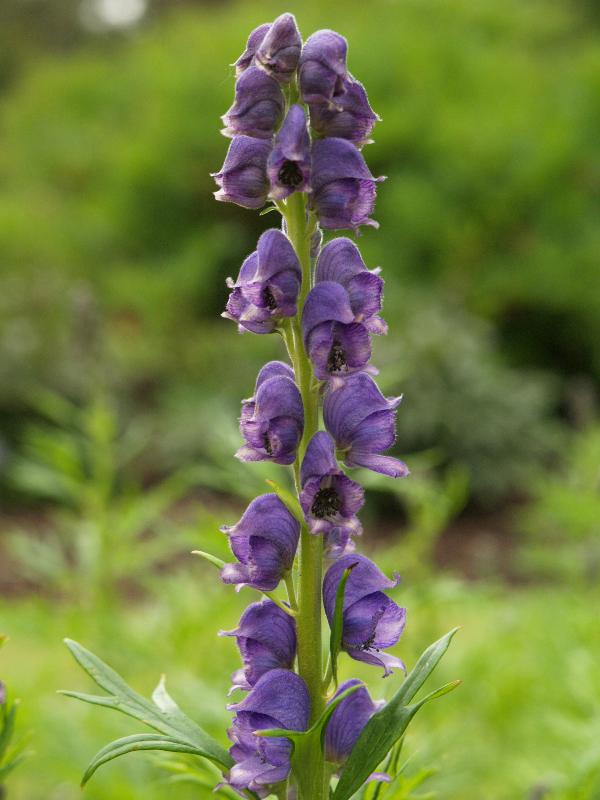 Cambridge, England: Botanic Garden: Monk's Hood (Aconitum napellus)
