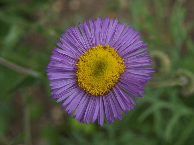 Cambridge, England: Botanic Garden: Fleabane (Erigeron speciosus)