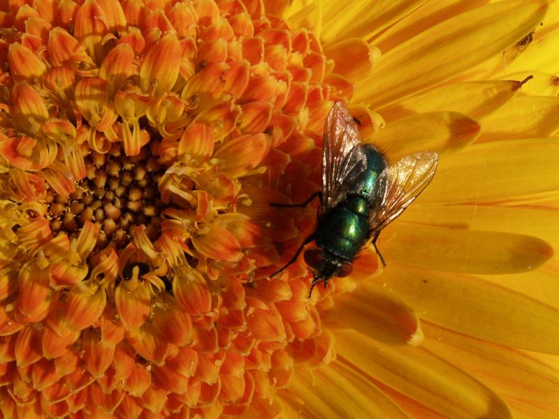 Cambridge, England: Roseford Road: greenish fly on Gerbera