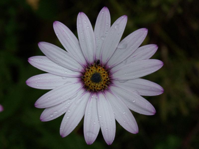 Cambridge, England: Roseford Road: Osteospermum