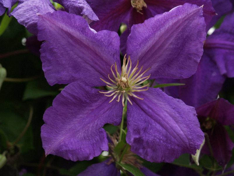 Cambridge, England: Lower Park Street: purple Clematis