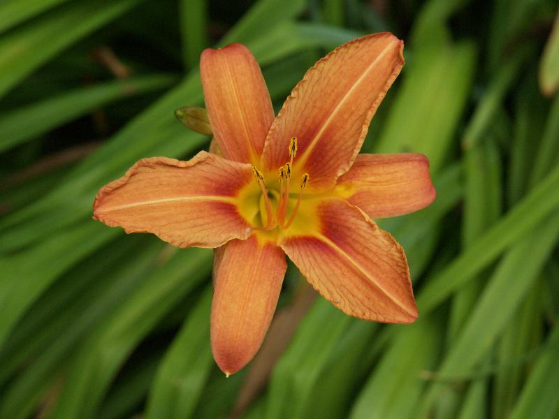 Cambridge, England: Roseford Road: orange Daylily