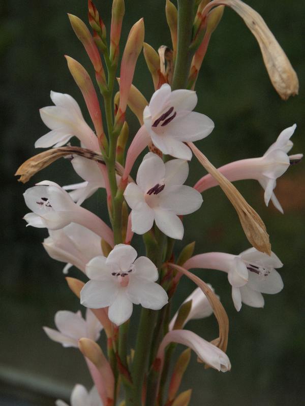 Cambridge, England: Botanic Garden: Watsonia wilmaniae