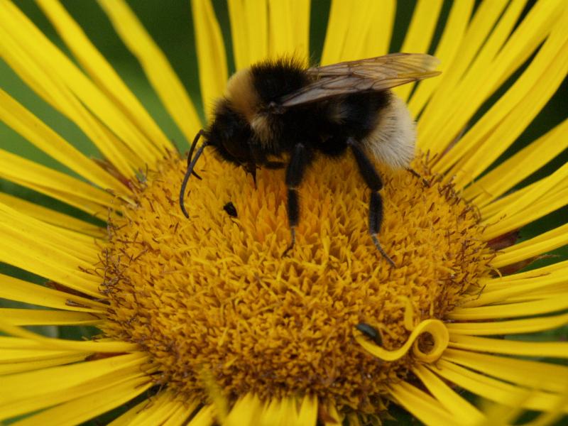 Cambridge, England: Botanic Garden: bee on Inula magnifica