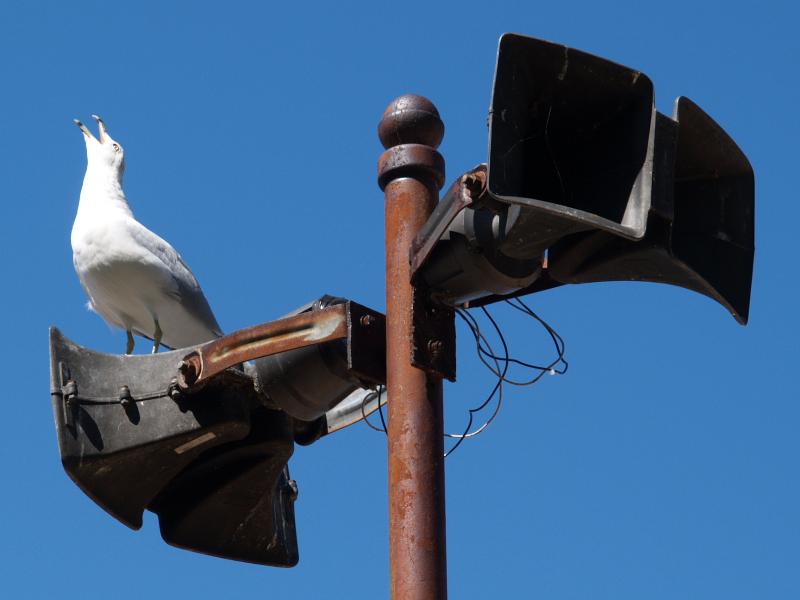 Verona Beach, New York (NY): State Park: seagull squawking