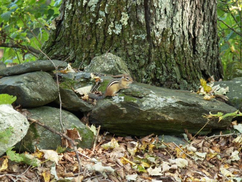 Plainfield, Massachusetts (MA): River Road: chipmunk