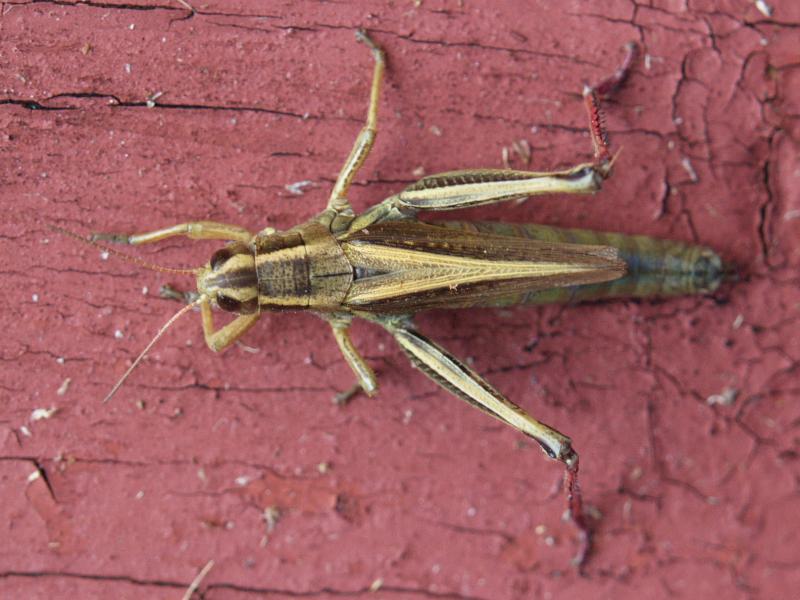 Plainfield, Massachusetts (MA): Lincoln Hill (Lincoln Street): grasshopper