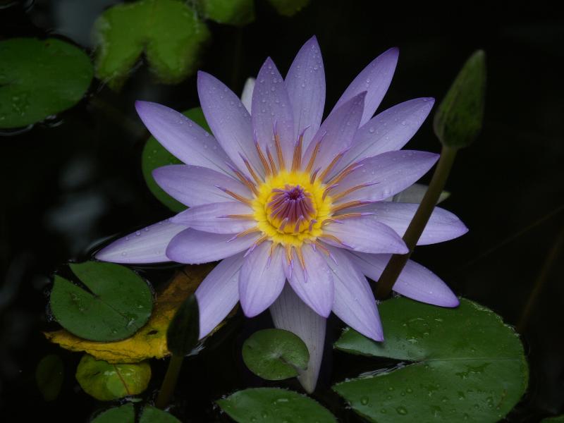 Cambridge, England: Botanic Garden: Water Lily (Nymphaea)