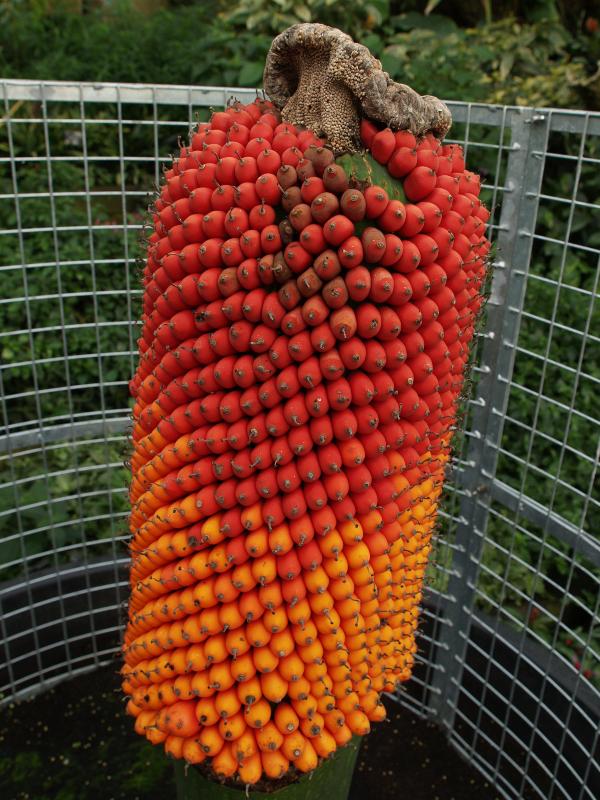 London, England: Kew Gardens: Titan Arum (Amorphophallus titanum) seeds ripening