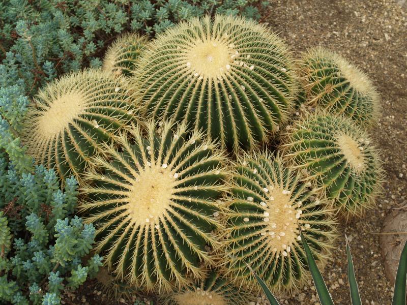 London, England: Kew Gardens: Golden Barrel (Echinocactus grusonii)