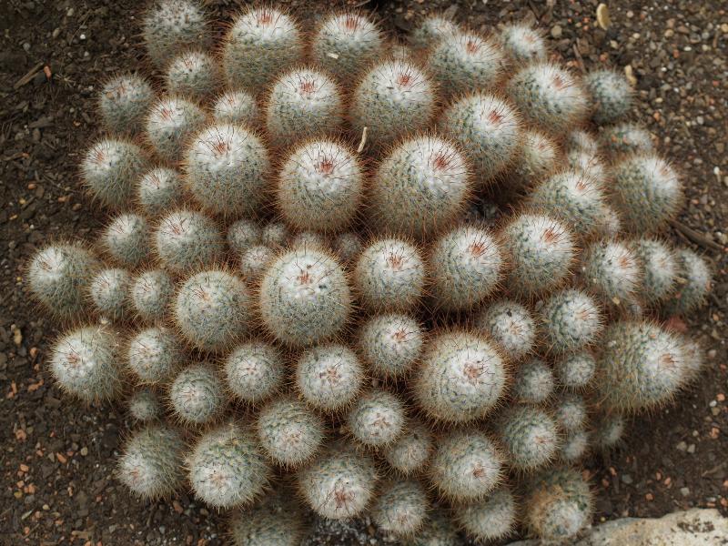 London, England: Kew Gardens: Pincushion cactus (Mammillaria bombycina)