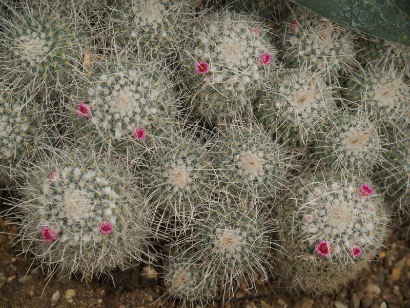 London, England: Kew Gardens: Pincushion cactus (Mammillaria geminispina)