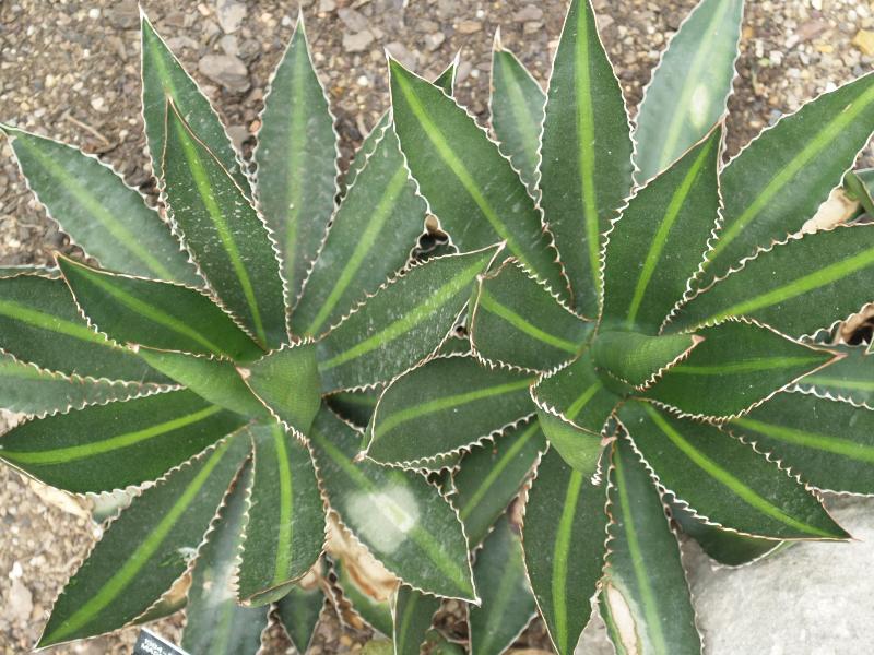 London, England: Kew Gardens: Thorn-crested Agave (Agave lophantha)