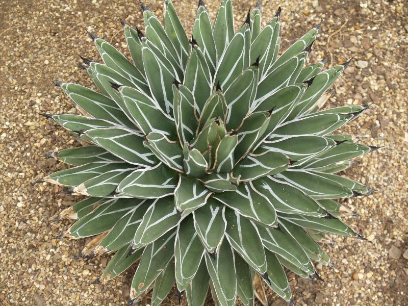 London, England: Kew Gardens: King Ferdinand Agave (Agave ferdinandi-regis)