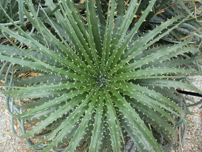 London, England: Kew Gardens: Dyckia frigida