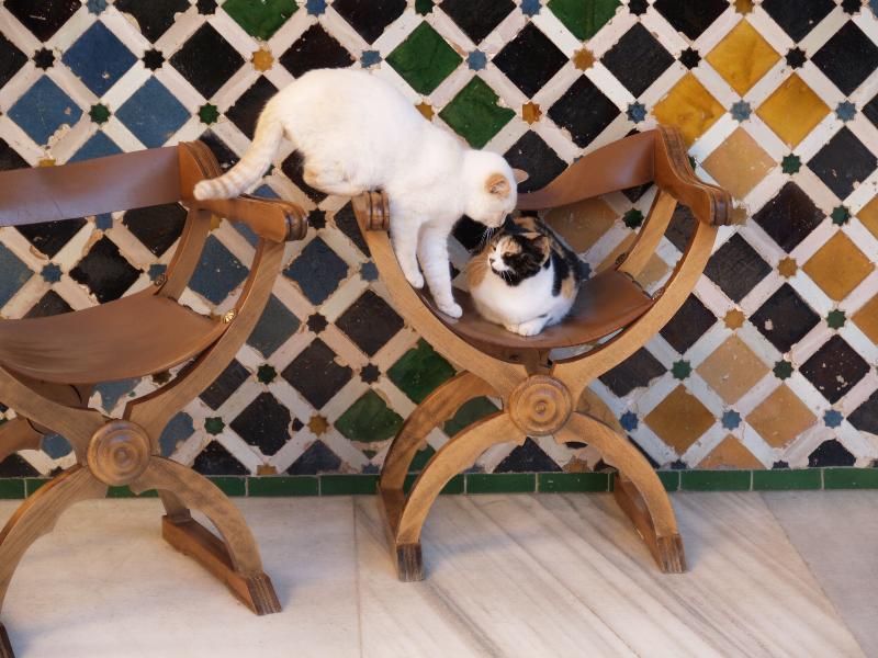 Granada, Spain: Alhambra: Patio de los Arrayanes (Myrtle Courtyard), two cats