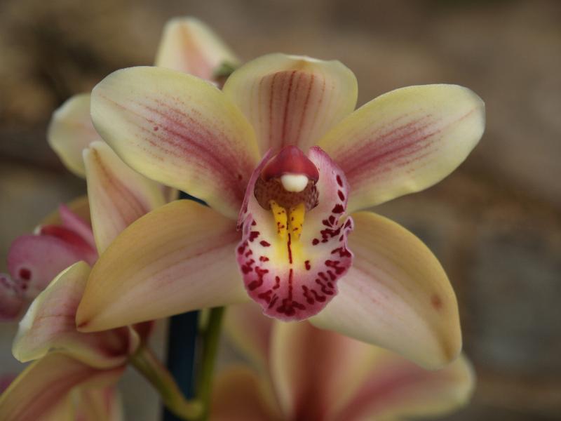 Cambridge, England: Botanic Garden: Orchid (Cymbidium Strathmore Rainbow 'Cooksbridge Sunset')