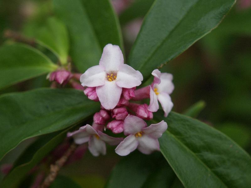 Cambridge, England: Botanic Garden: Daphne bholua 'Jacqueline Postill'