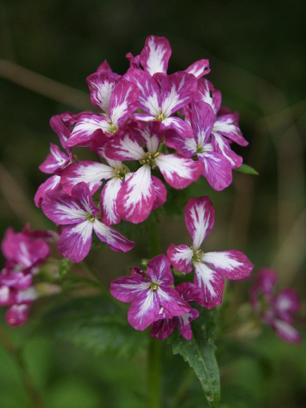 Cambridge, England: Roseford Road: Honesty (Lunaria annua or biennis) with variegated flowers