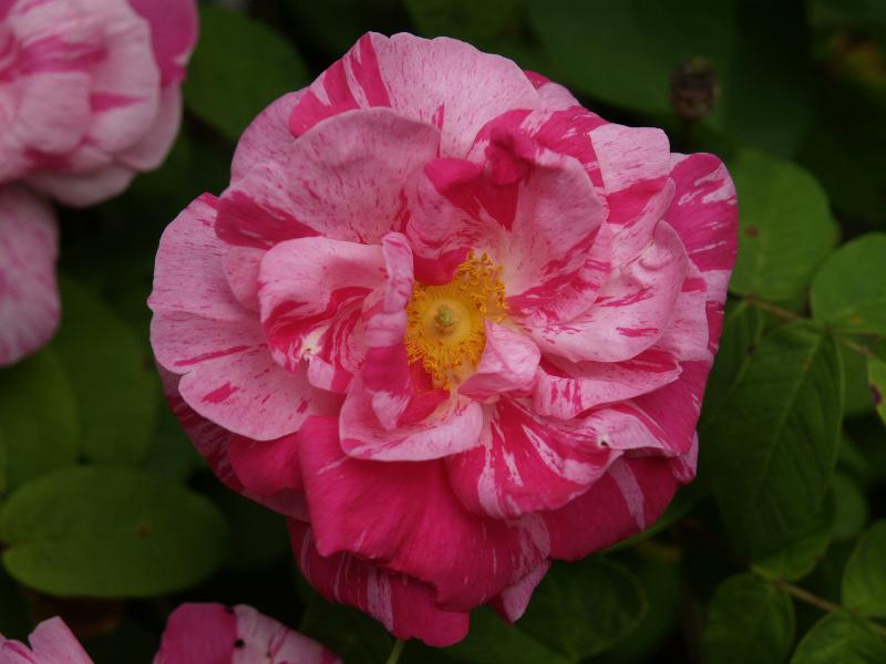 Cambridge, England: Roseford Road: Rosa Mundi