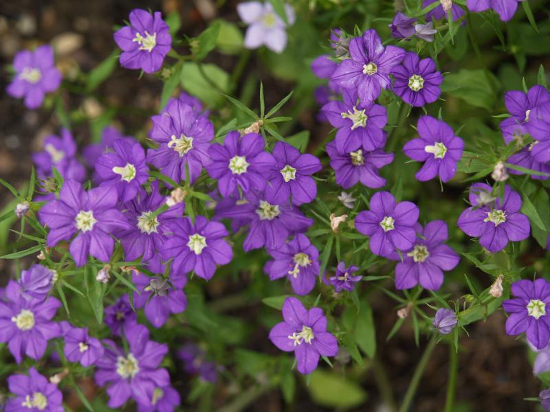 Cambridge, England: Botanic Garden: European Venus's Looking Glass (Legousia speculum-veneris)