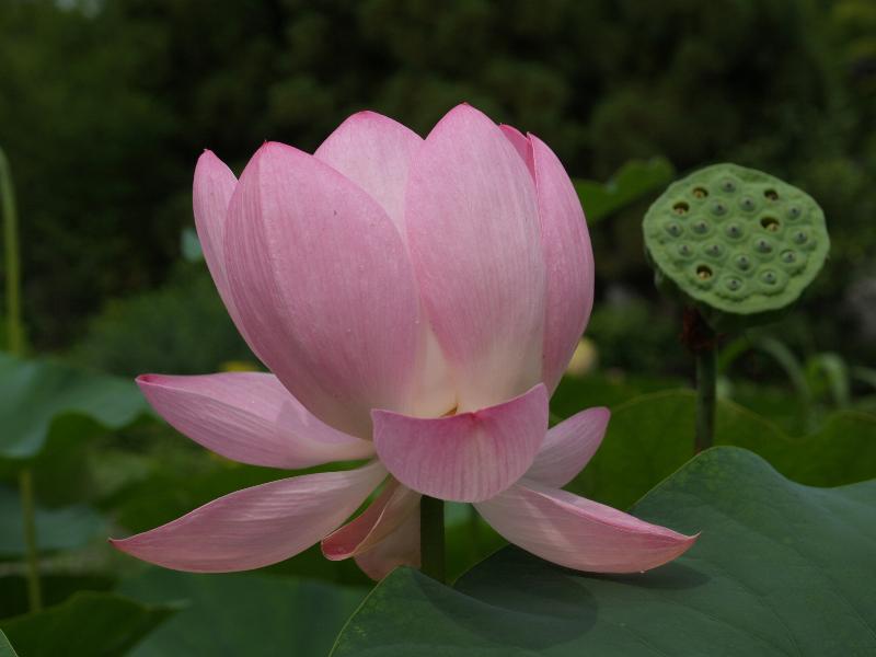 Himeji, Japan: Koko-en garden: lotus flower