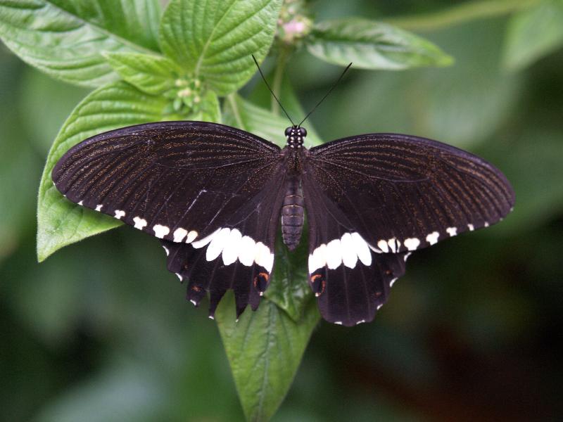South Deerfield, Massachusetts (MA): Magic Wings: Common Mormon Butterfly (Papilio polytes)