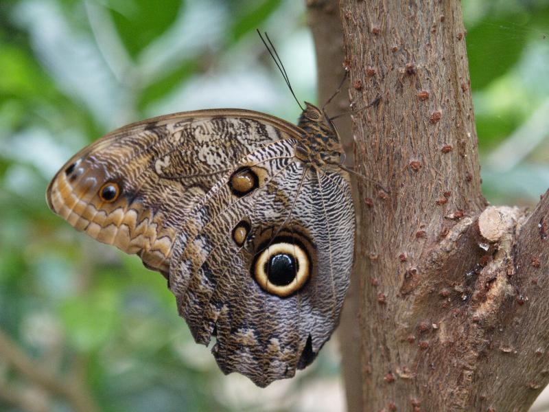 South Deerfield, Massachusetts (MA): Magic Wings: Owl Butterfly (Caligo eurilochus)