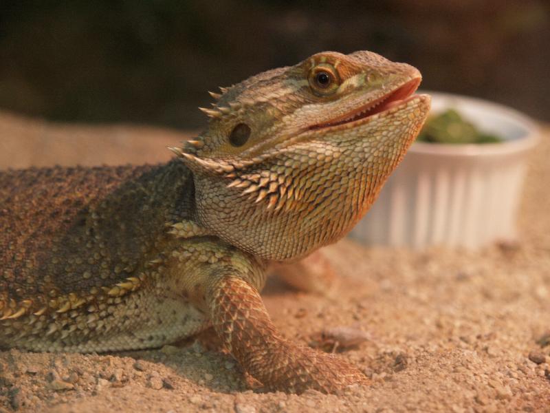South Deerfield, Massachusetts (MA): Magic Wings: Bearded Dragon (Pogona vitticeps)