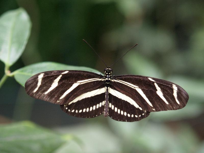 South Deerfield, Massachusetts (MA): Magic Wings: Zebra Longwing Butterfly (Heliconius charitonia)