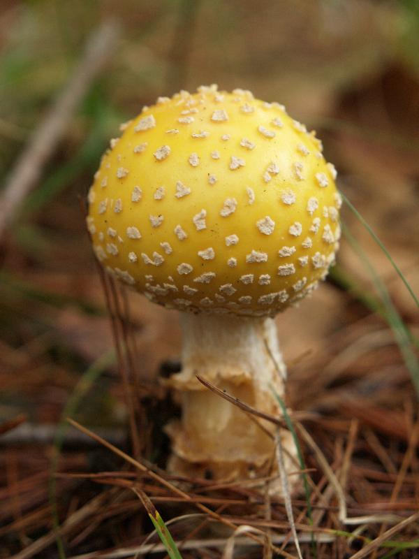 Florence, Massachusetts (MA): Look Park: yellow mushroom (Amanita)