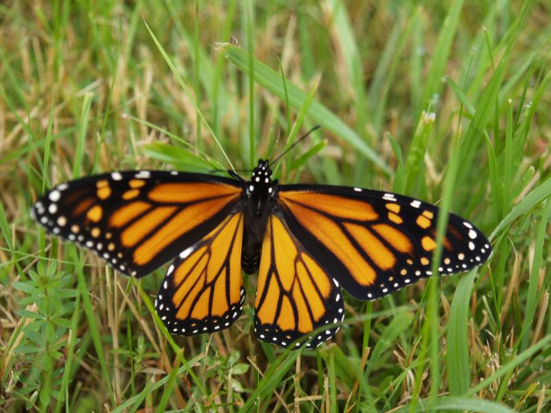 Plainfield, Massachusetts (MA): Lincoln Hill (Lincoln Street): Monarch Butterfly (Danaus plexippus)
