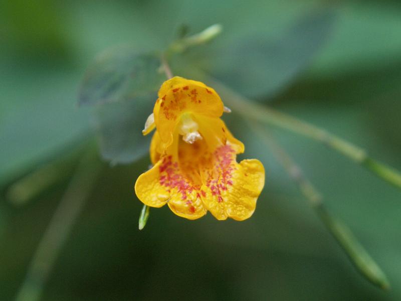 Florence, Massachusetts (MA): Fitzgerald Lake Conservation Area: Jewel Weed (Jewelweed) (Impatiens capensis)