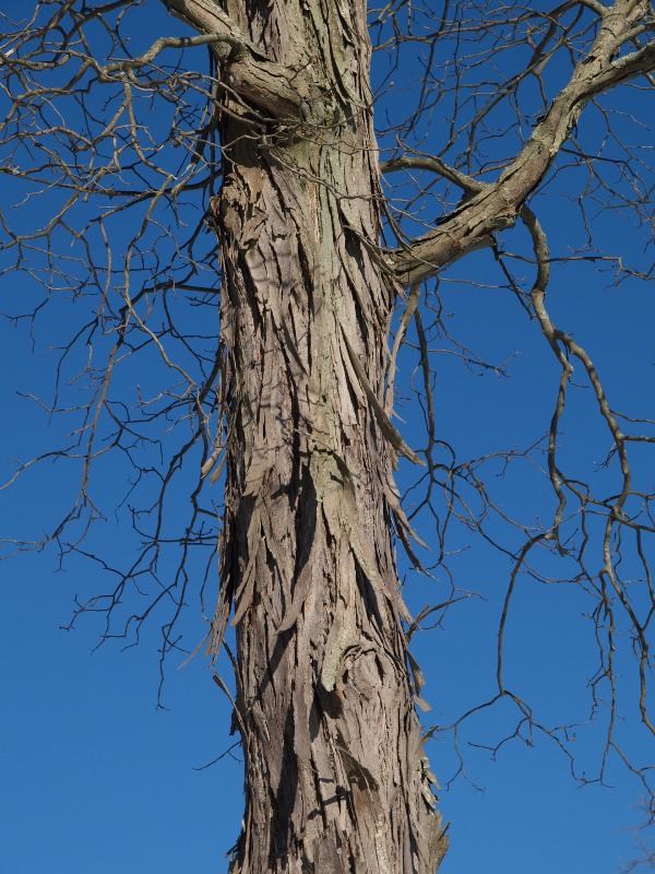 Florence, Massachusetts (MA): Look Park: Shagbark Hickory (Carya ovata) bark